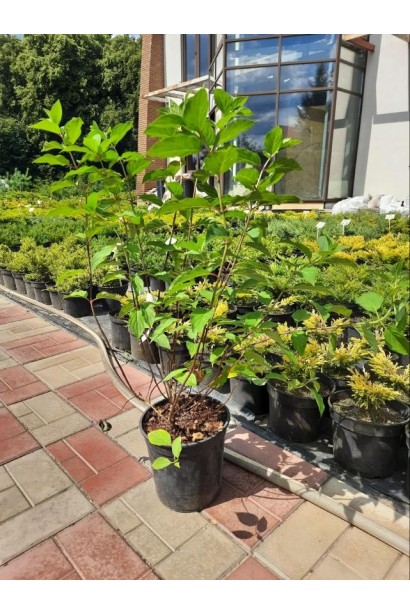 Гортензия метельчатая Полар Бир 